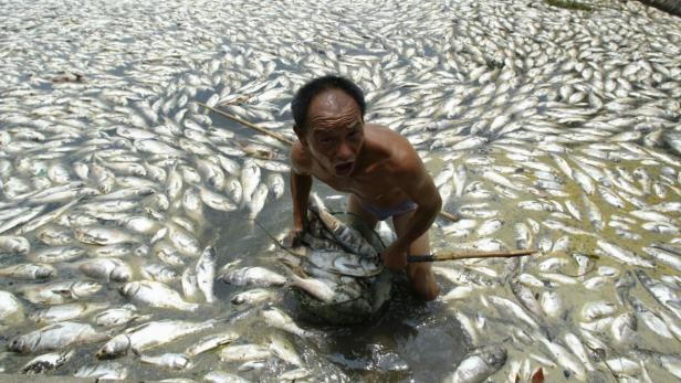 Ein Mann steht knietief im Wasser, umgeben von unzähligen toten Fischen.