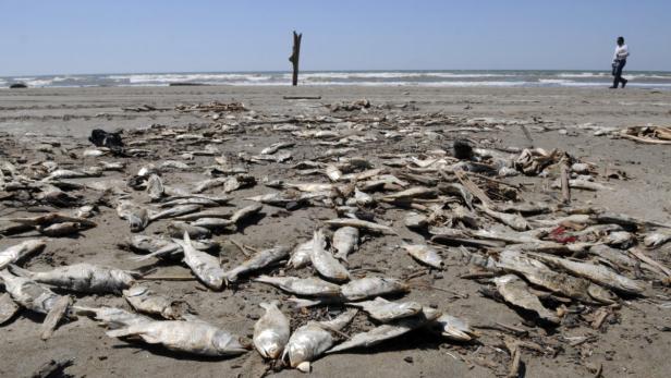 Ein Strand ist mit toten Fischen übersät, im Hintergrund geht eine Person am Ufer entlang.