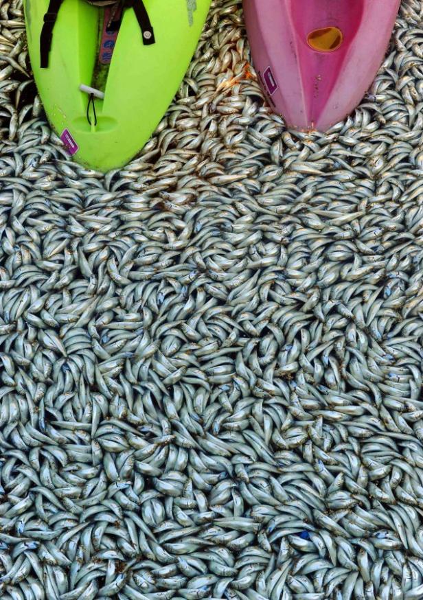 Zwei Kajaks liegen inmitten eines Schwarms kleiner Fische im Wasser.