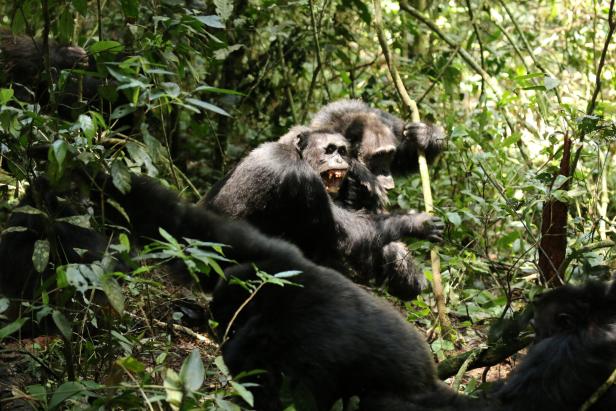 Two adult male members of the Ngogo chimpanzee group at Kibale National Park in Uganda