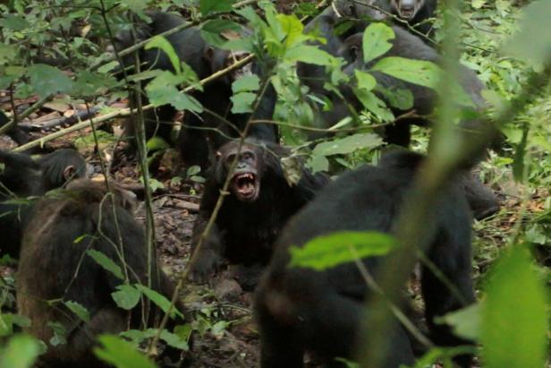 Adult male chimpanzees of one group attack a male chimpanzee of another group at Kibale National Park in Uganda