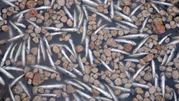 Viele tote Fische liegen zwischen Steinen im Wasser.