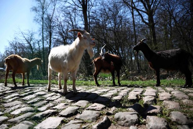 Ziegen reinigen die Straße im Wald von Arenberg