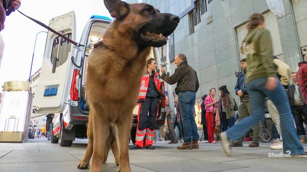 Ein großer Schäferhund an der Leine steht vor einem Rettungswagen, umgeben von mehreren Menschen auf einer belebten Straße.