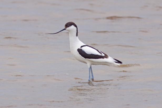 Säbelschnäbler steht im Seewinkel im Wasser. 