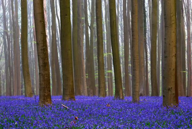 Bluebells bloom in Hallerbos