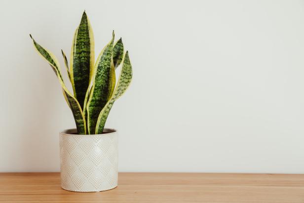 Sansevieria 