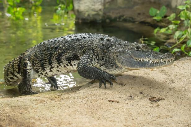 Ein beutelkrokodil kommt aus dem Wasser