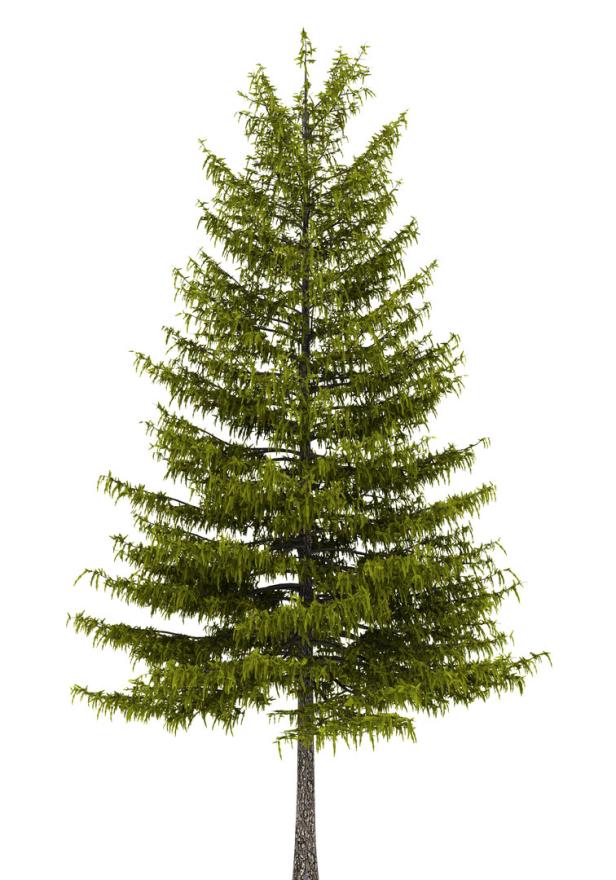 european larch tree isolated on white background