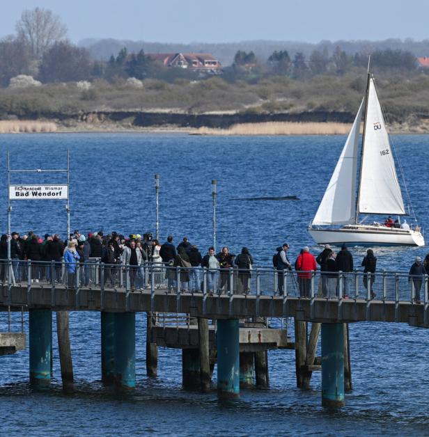 Humpback whale gets stuck again in shallow waters of the Baltic Sea