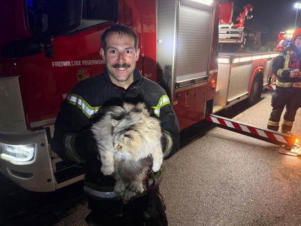 Die Katze des Hausbesitzers war vor den Flammen geflüchtet