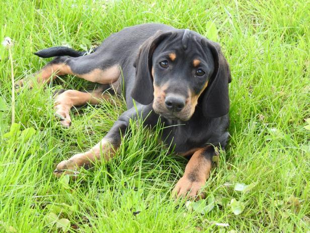 Ein junger schwarz-brauner Hund liegt entspannt im grünen Gras und blickt aufmerksam nach vorne.
