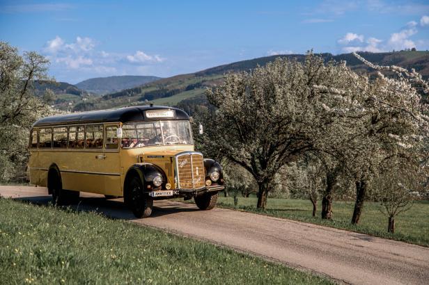 Ein gelber Oldtimer-Bus fährt durch blühende Birnbäume in hügeliger Landschaft.
