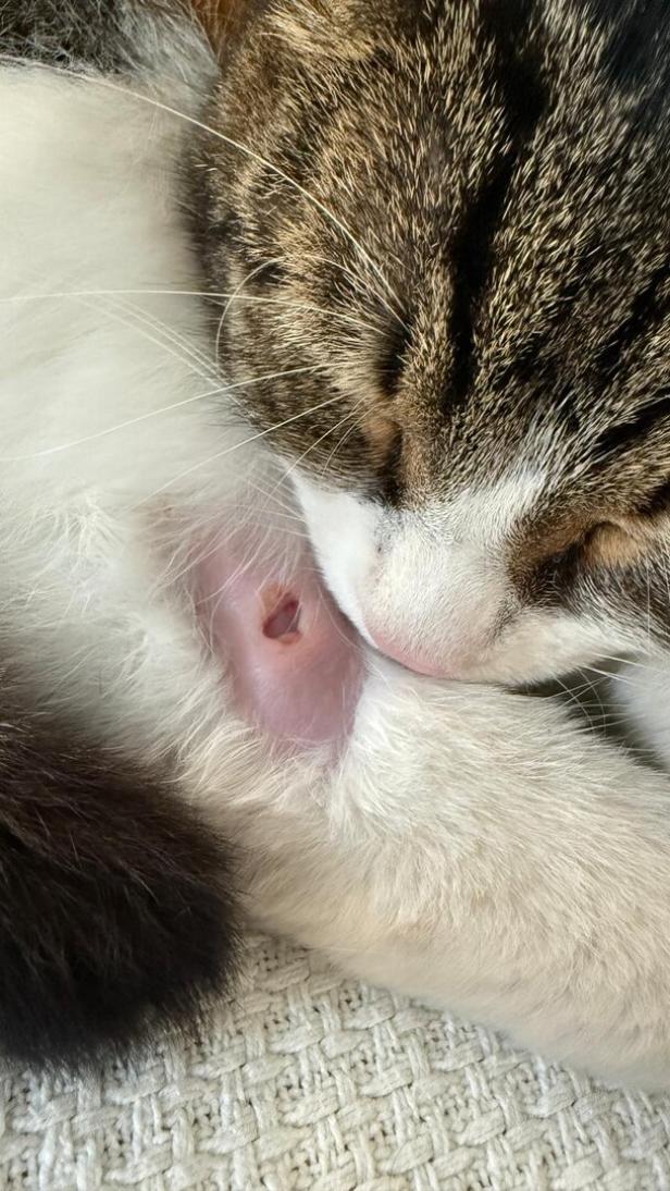 Eine verletzte Katze. 