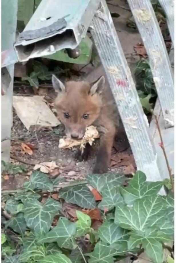 Fuchsbaby unter einer Leiter mit Blättern im Maul. 