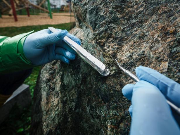 Zwei Hände mit blauen Handschuhen entfernen mit Metallwerkzeugen Moos von einem großen Felsen.