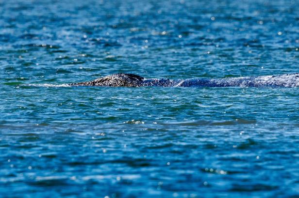 Ein Wal schwimmt knapp unter der Wasseroberfläche im blauen Meer.