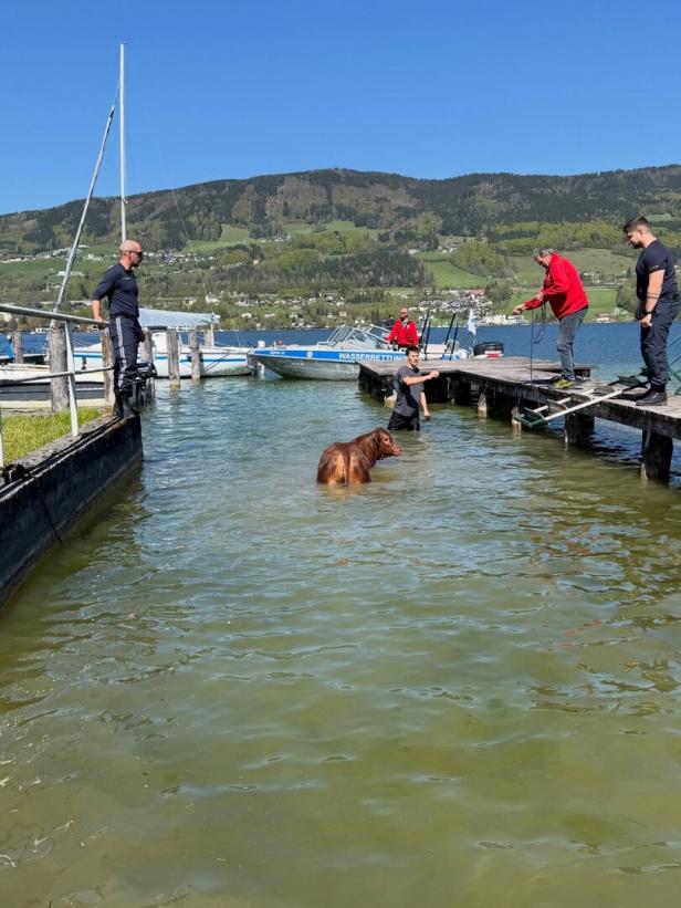 Jungkuh konnte ans Ufer getrieben werden 