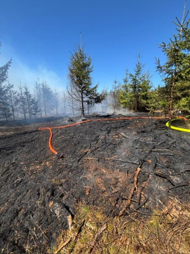 Verbrannte Waldfläche 