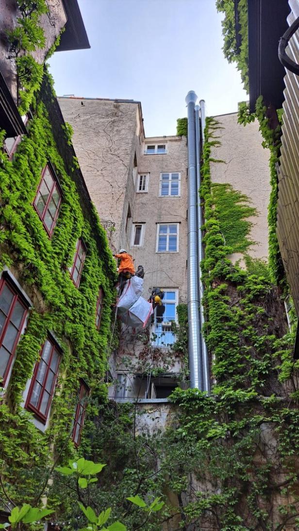 Ein Innenhof, in dem ein Weinstock entfernt wird. 