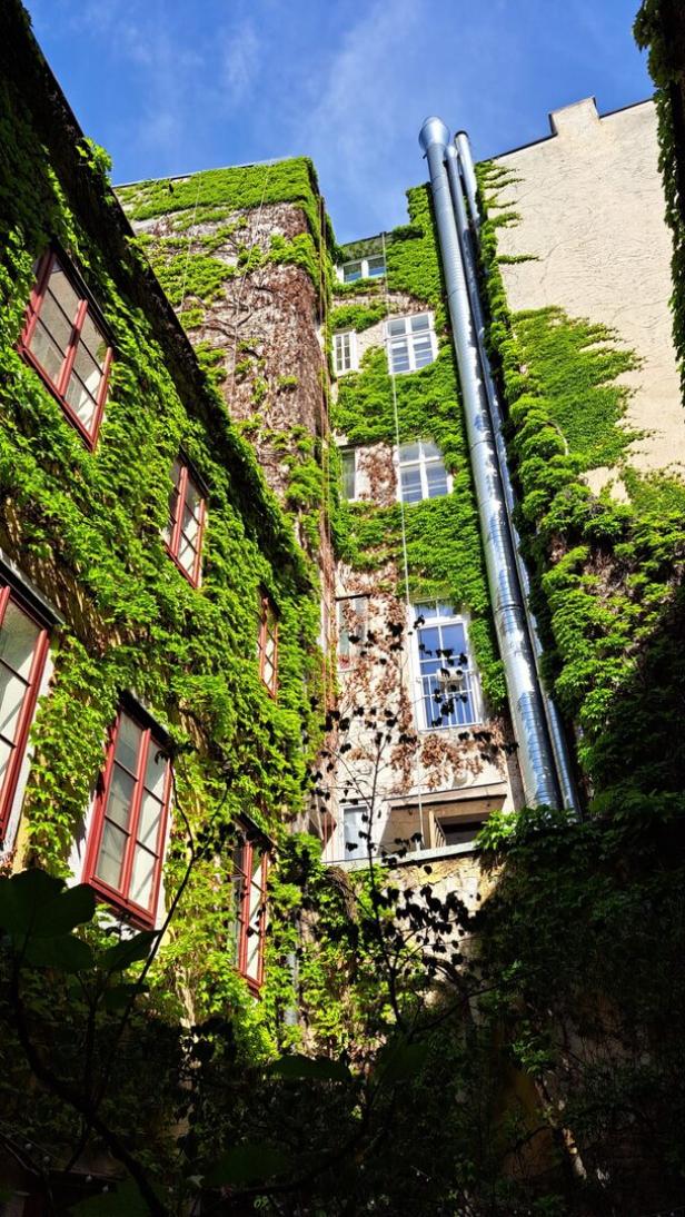 Ein Weinstock rankt an einer Hausmauer nach oben.