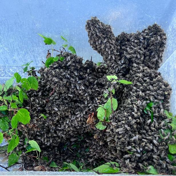 Ein Bienenschwarm umgibt Pflanzen in einem transparenten Behälter.