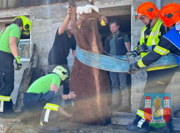 Rettungsaktion für den Jungstier im Bezirk Amstetten.