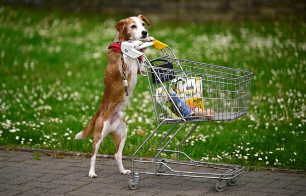 GERMANY-LIFESTYLE-ANIMAL-DOGS-FAIR