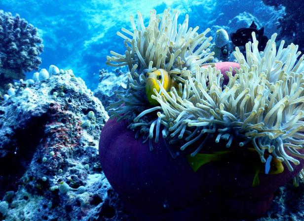 Unterwasseraufnahme eines Clownfischs in einer Seeanemone zwischen Korallen.