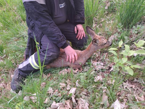 Ein Reh liegt in einer Wiese und ein Feuerwehrmann kniet über dem erschöpften Tier.