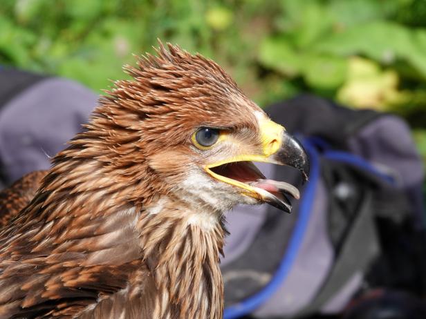 Kaiseradler Rudi