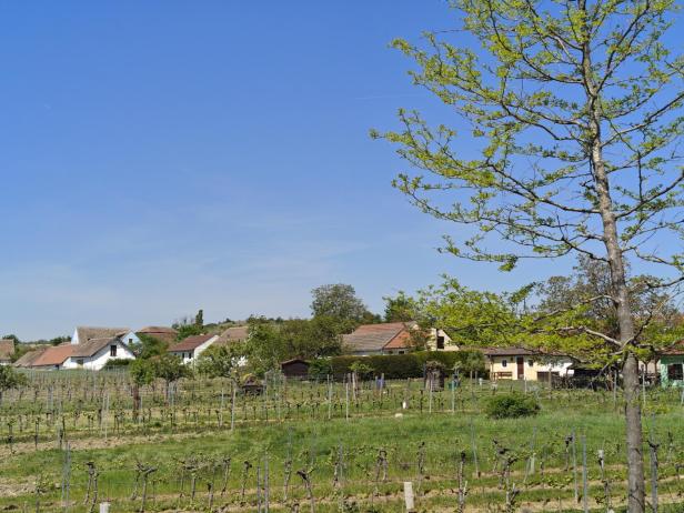 Weingut Gruber Röschitz