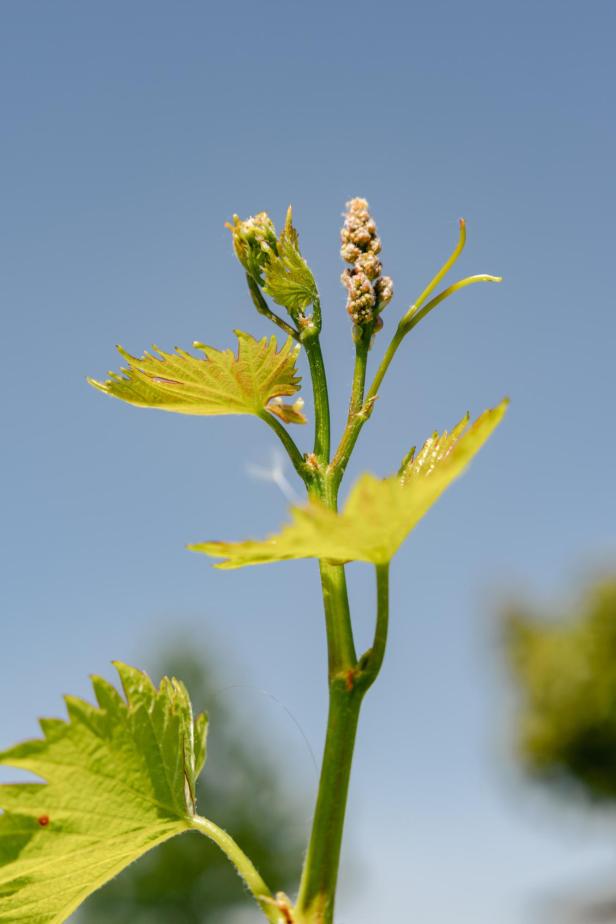 Weinblüte