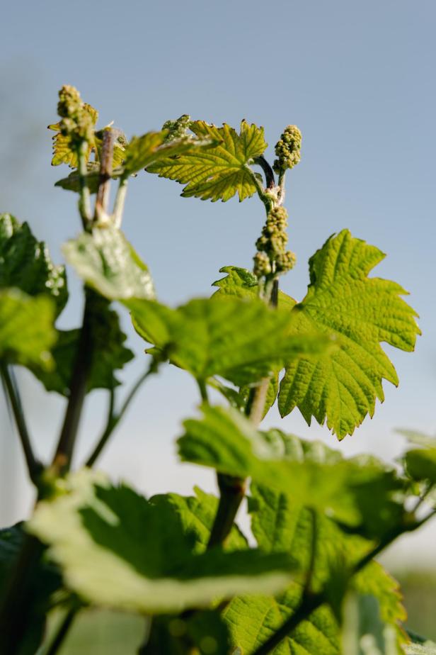 Weinblüte