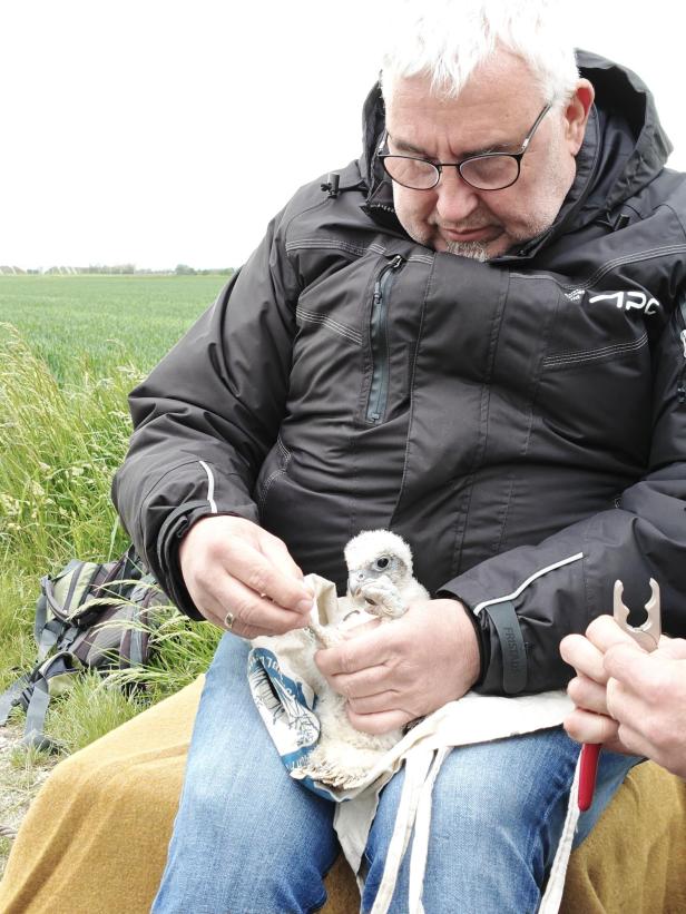 Beringung Sakerfalke Deutsch-Wagram