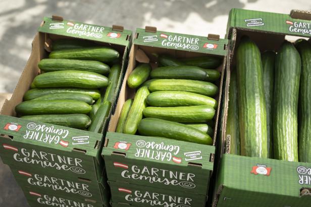 Mehrere grüne Kisten mit frisch geernteten Gurken der Marke Gärtner Gemüse LGV.