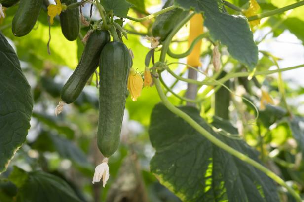 Mehrere Minigurken hängen an einer Pflanze im Gewächshaus, umgeben von grünen Blättern und Blüten.