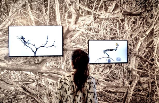 Eine Besucherin betrachtet in der Ausstellung Animalia der Heidi Horten Collection zwei Kunstwerke mit Vogeldarstellungen vor einem waldähnlichen Hintergrund.