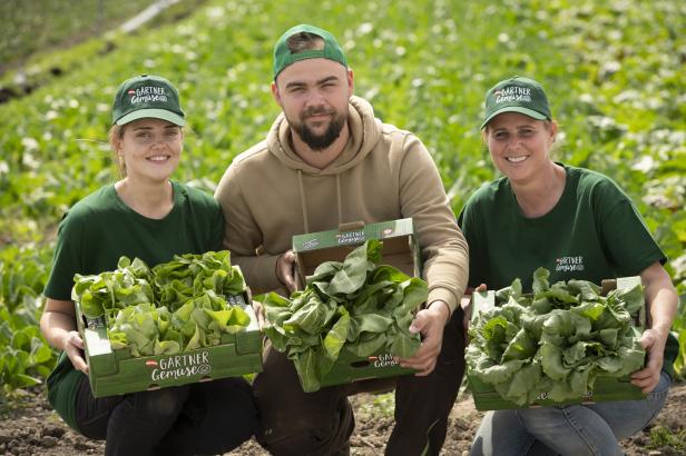 Drei Personen halten Kisten mit frisch geerntetem Salat und Mangold auf einem Gemüsefeld.