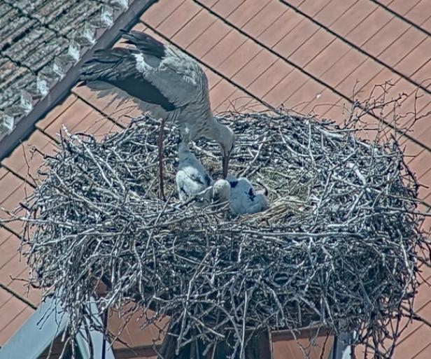 Ein Storch füttert mehrere Küken in einem Nest auf einem Dach.
