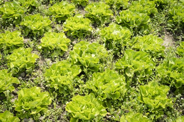 Kopfsalat wächst in Reihen auf einem Feld zwischen kleinen Wildkräutern.