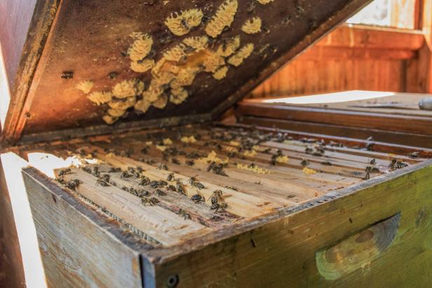 Geöffneter Bienenstock mit zahlreichen Honigbienen auf den Holzrahmen und Waben.
