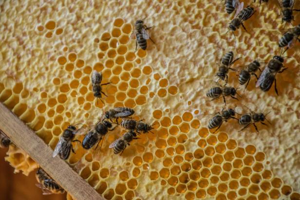 Mehrere Honigbienen arbeiten auf einer gelben Wabe im Bienenstock.