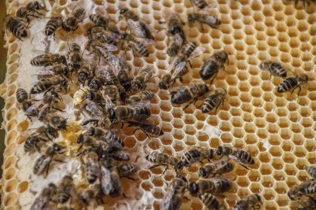 Mehrere Honigbienen arbeiten auf einer Wabe im Bienenstock.