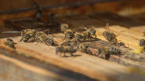 Mehrere Honigbienen laufen und arbeiten auf einer hölzernen Wabe im Bienenstock.