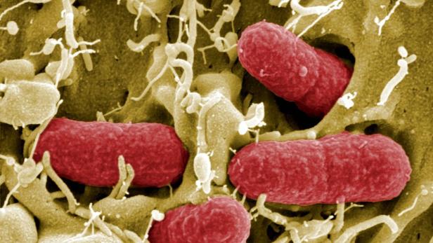 Was die Facebook-Welt 2011 bewegte