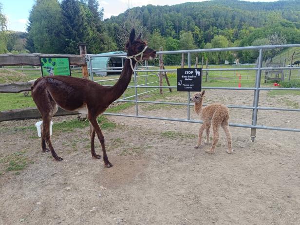 Alpaka-Mutter Sunny mit ihrem Jungtier Arielle.
