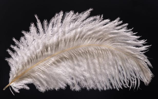 White ostrich feather in the background light on a black background