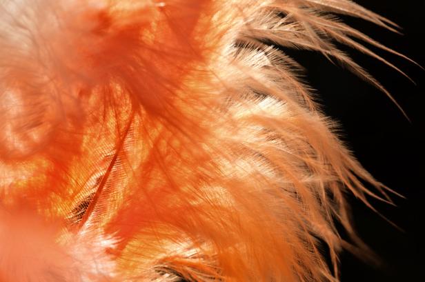 close up of a brown marabou feather in backlit
