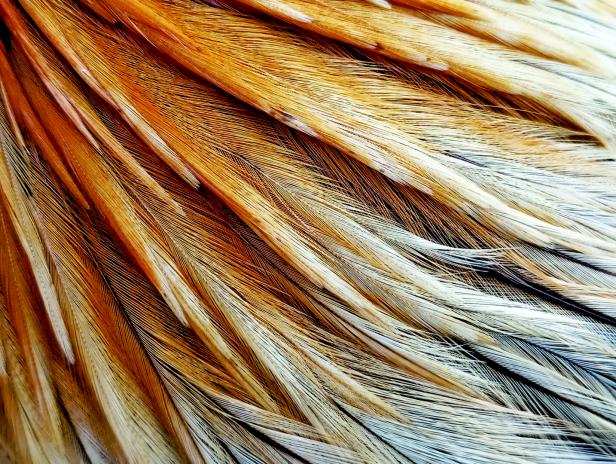 Golden Brown Rooster Feather Close-up.